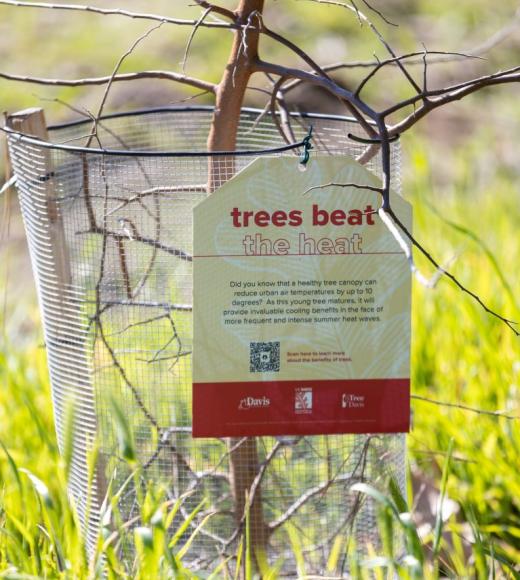 Tree saying sports an oversized tag that reads: "Trees beat the heat. Did you know that a healthy tree canopy can reduce urban air temperatures by up to 10 degrees? As this young tree matures it will provide invaluable cooling benefits in the face of more frequent and intense summer heat waves"